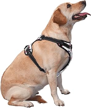 Affordable Dog Harnesses for Small Breeds