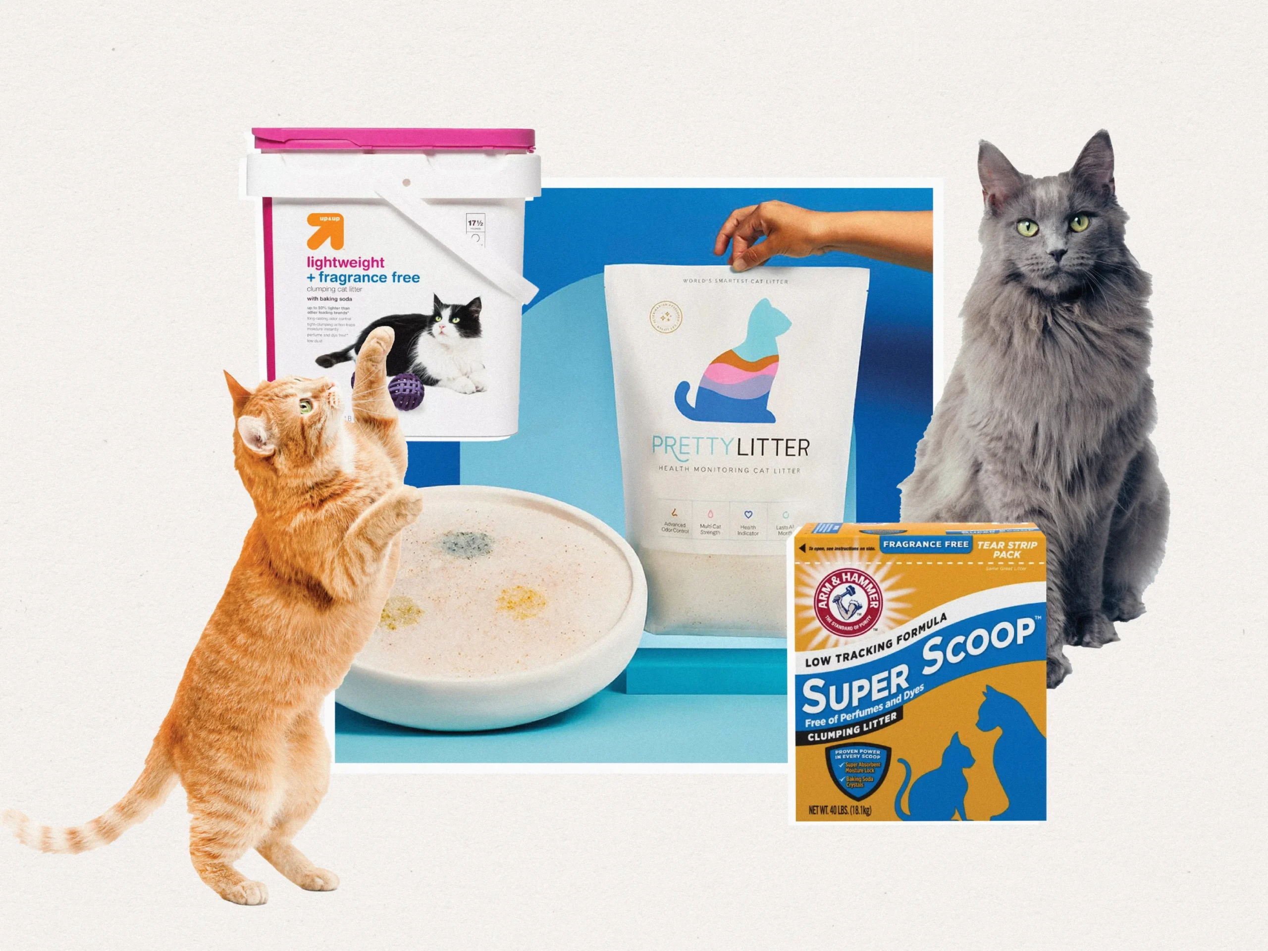 Best Cat Litter for Odor Control